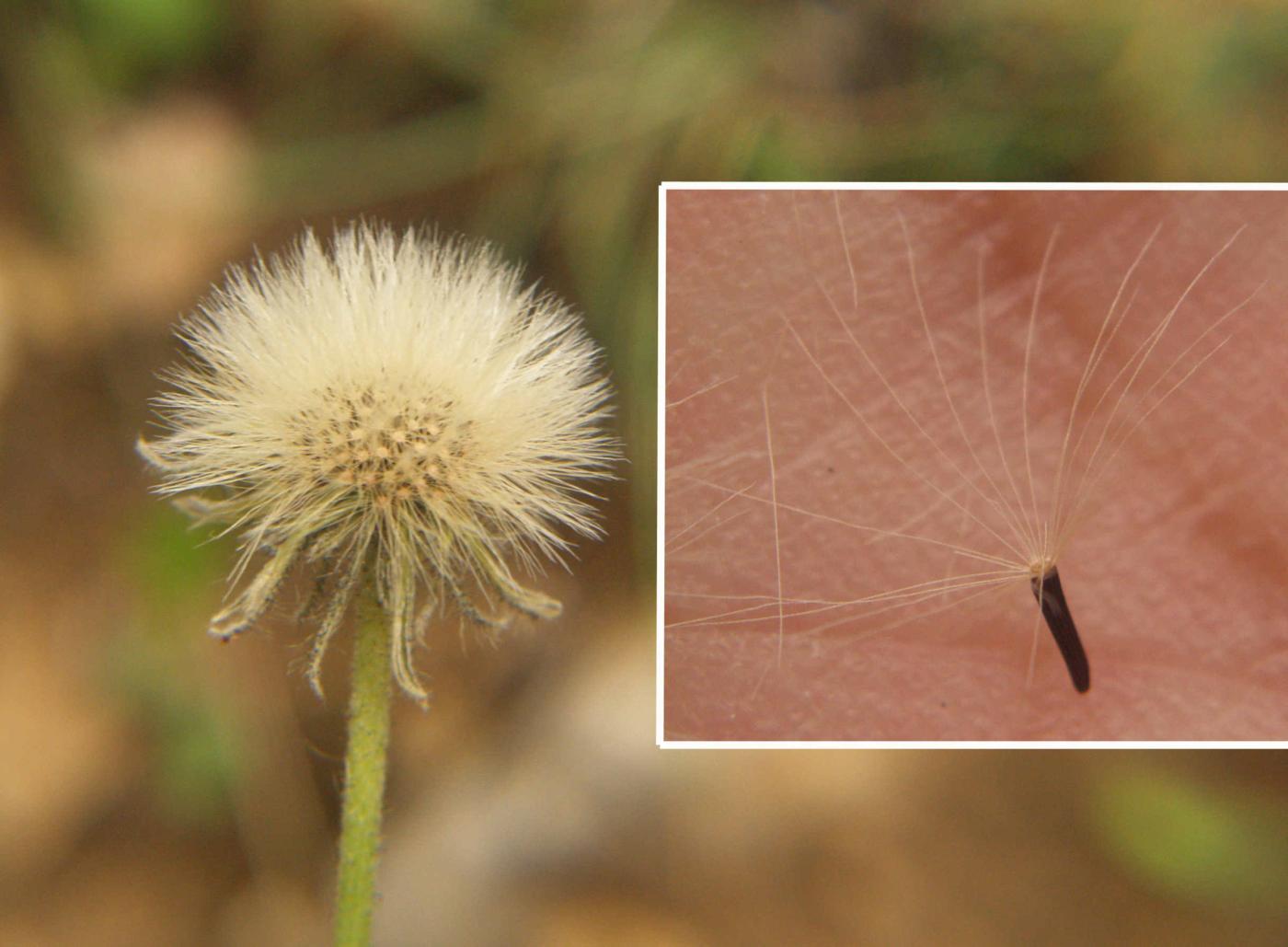 Hawkweed, Mouse-ear fruit